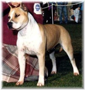 AKC Ch. Imperial's Desert Rose