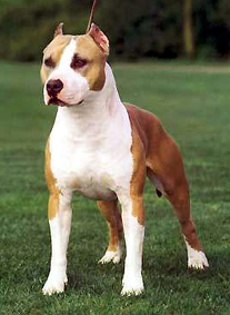 Ch.Woodforest EZ Thunder Dragon