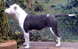 klikk