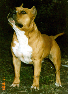 Giorgio